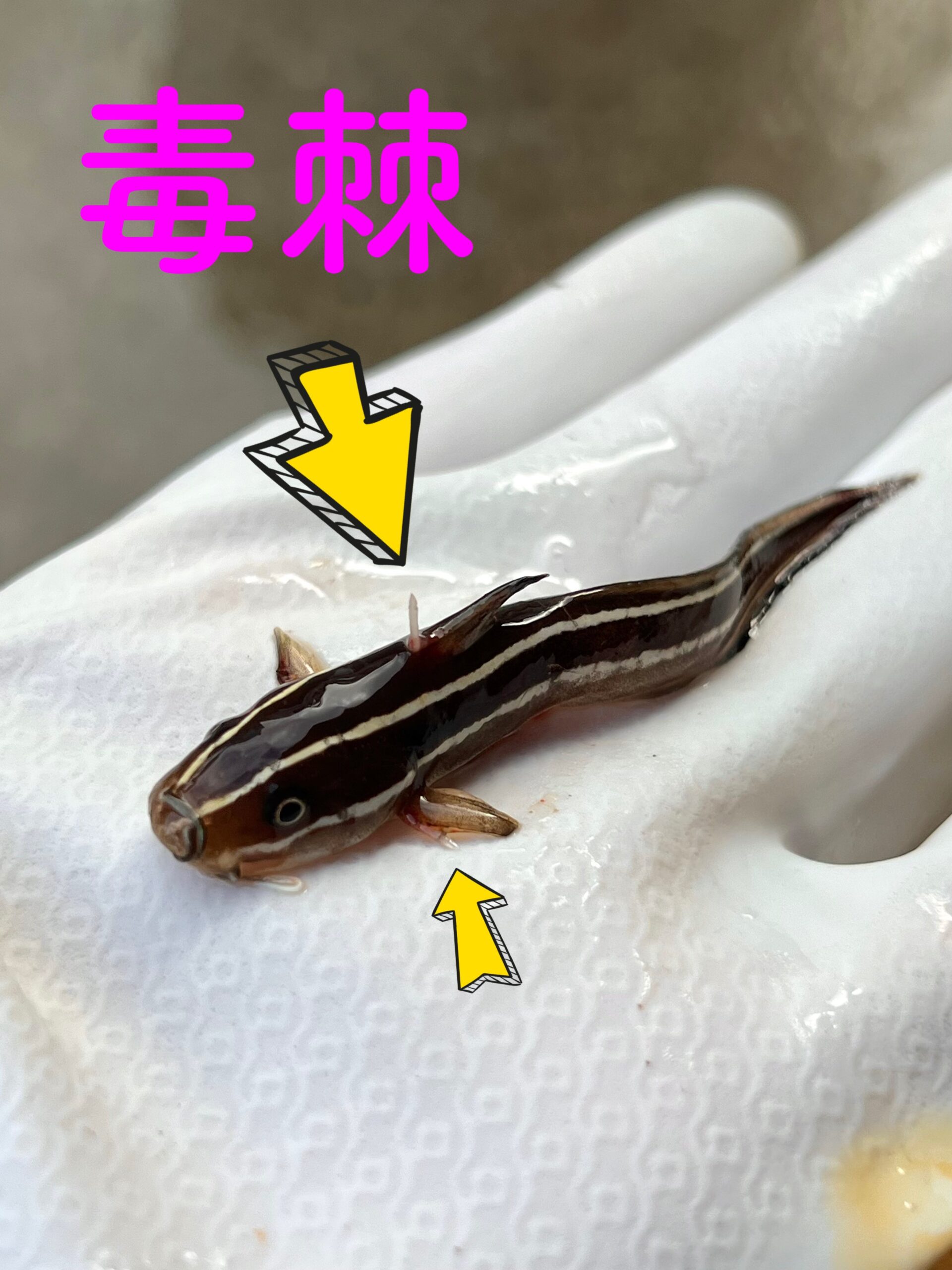 毒毒バトル!ゴンズイ玉vsウミケムシ | ヤドカリの国
